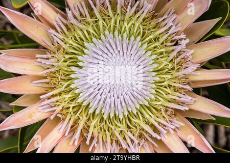 Primo piano di un fiore del Re Protea (Protea cynaroides) che mostra petali, antere e stampe Foto Stock