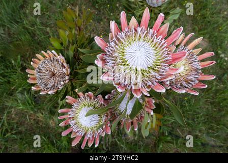 Vista dall'alto di una serie di fiori King Protea (Protea cynaroides) che mostrano il dettaglio del fiore Foto Stock