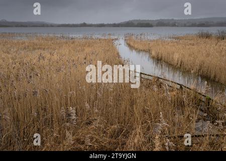 Letto di canna nella riserva naturale di Llangasty, lago Llangorse, parco nazionale Brecon Beacons. Inverno. Foto Stock