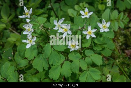 Falso Anemone, Isopyrum thalictroides in fiore nel bosco all'inizio della primavera, Austria. Foto Stock