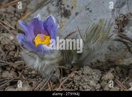 Fiore pasque maggiore, Pulsatilla grandis, in fiore in primavera nelle praterie calcaree, Slovenia. Foto Stock