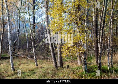 Betula pendula. Betulle d'argento a novembre. Carron, Moray, Scozia Foto Stock