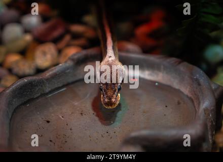 Fotografia rettile - ritratti di serpenti, in particolare pitoni e anacondas in un acquario locale. Foto Stock