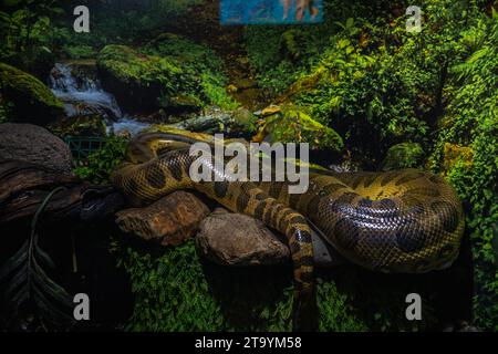 Fotografia rettile - ritratti di serpenti, in particolare pitoni e anacondas in un acquario locale. Foto Stock