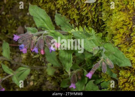 Erba lungolare di Suffolk, Pulmonaria obscura in fiore. Rarità del Regno Unito. Foto Stock