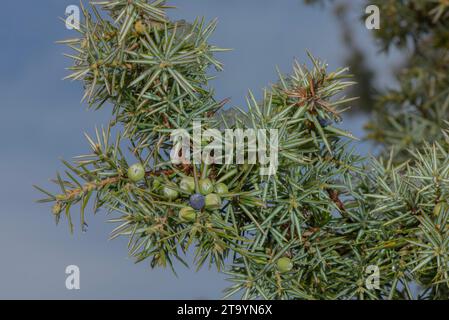 Ginepro comune, Juniperus communis, con bacche, in inverno. Foto Stock