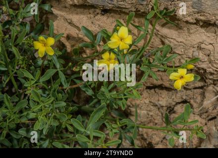 Jasmine selvatico, Jasminum fruticans, in fiore. Alpi marittime. Foto Stock