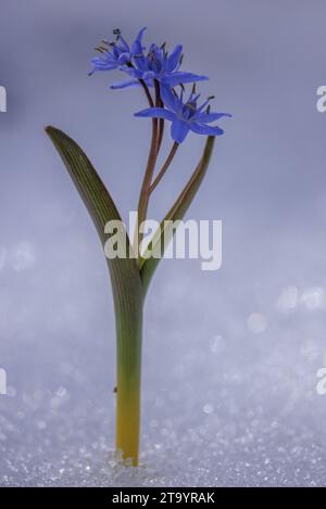 Squill alpino, Scilla bifolia, fiorito attraverso la neve tarda. Foto Stock