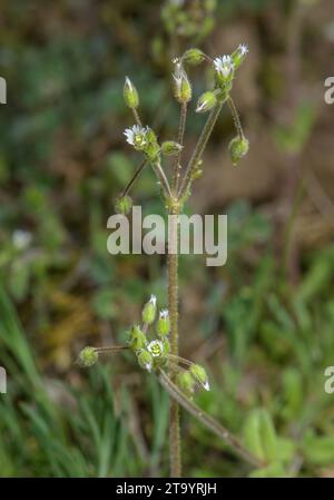 Orecchie di topo, Cerastium semidecandrum in fiore su terreno sabbioso. Foto Stock