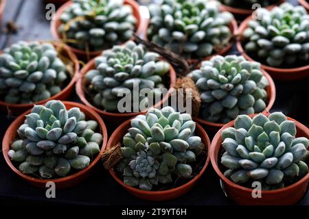 Set di piante in vaso Echeveria e altre succulente in diversi tipi, piccola pianta di Cactus, Kalanchoe in vaso bianco. Foto Stock
