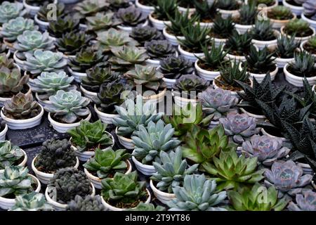 Set di piante in vaso Echeveria e altre succulente in diversi tipi, piccola pianta di Cactus, Kalanchoe in vaso bianco. Foto Stock