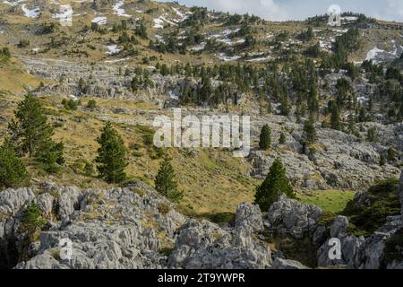 Pavimentazione in pietra calcarea sul col de la Pierre Saint-Martin con pino nano di montagna, Pinus mugo ssp uncinata. Pirenei, Francia. Foto Stock