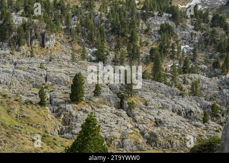 Pavimentazione in pietra calcarea sul col de la Pierre Saint-Martin con pino nano di montagna, Pinus mugo ssp uncinata. Pirenei, Francia. Foto Stock