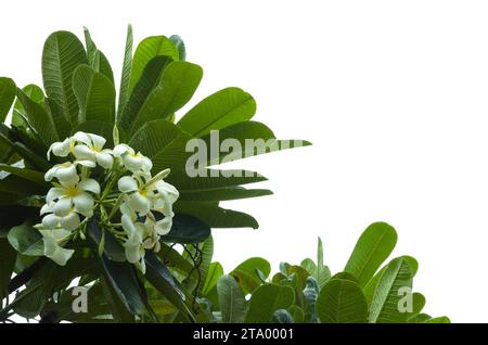 White Semboja è un gruppo di piante del genere Plumeria. Kamboja, Frangipani, Foto Stock