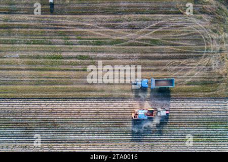 Vista aerea con drone del processo di mietitura, le mietitrebbie lavorano sul campo Foto Stock