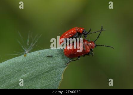 Lily Beetle, Lilioceris lililii, coppia su Pyrenean Fritillary. Parassita di gigli e fiori correlati. Foto Stock