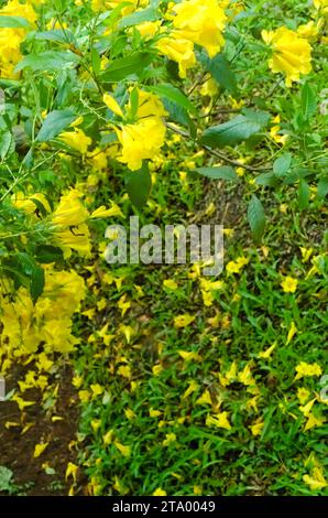 Fiore tromba giallo (Tecoma stans). Questa pianta ha ricevuto un Garden Merit Award dalla British Royal Horticultural Society Foto Stock