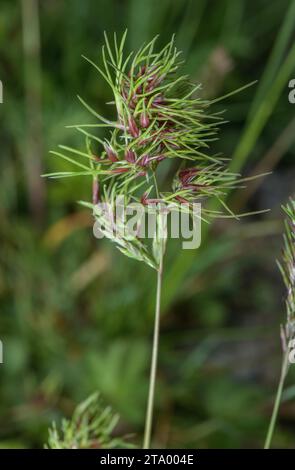 Forma vivace di erba bulbosa, Poa bulbosa con bulbi. Foto Stock