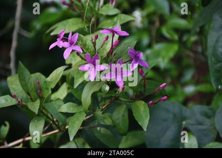 Primo piano di un mazzo di fiori selvatici di colore viola su una pianta in India. Foto Stock