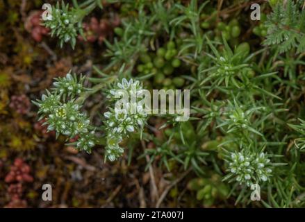 Perenne Knawel, Scleranthus perennis in fiore su prati asciutti e acidi. Foto Stock