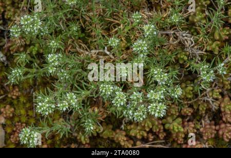 Perenne Knawel, Scleranthus perennis in fiore su prati asciutti e acidi. Foto Stock