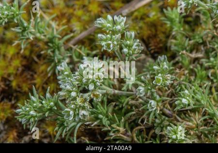 Perenne Knawel, Scleranthus perennis in fiore su prati asciutti e acidi. Foto Stock