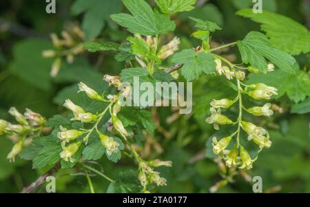 Fiori di ribes nero, Ribes nigrum, in primavera. Selvaggio. Foto Stock