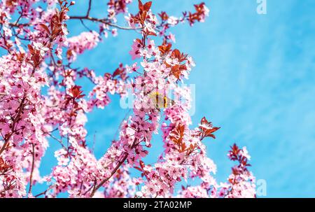 albero primaverile con fiori rosa fioritura di mandorle su un ramo con farfalla su sfondo verde, cielo blu con luce quotidiana con nuvole Foto Stock