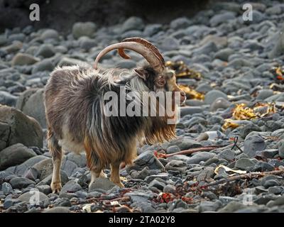 Capra selvatica con manto ruvido e lunghe corna curve sulla costa rocciosa con alghe marine su Ross of Mull, sull'isola di Mull, Scozia, Regno Unito Foto Stock