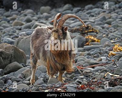 Capra selvatica con manto ruvido e lunghe corna curve sulla costa rocciosa con alghe marine su Ross of Mull, sull'isola di Mull, Scozia, Regno Unito Foto Stock