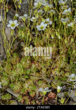 Mossy Saxifrage, Saxifraga hypnoides, in fiore su pietra calcarea. Foto Stock