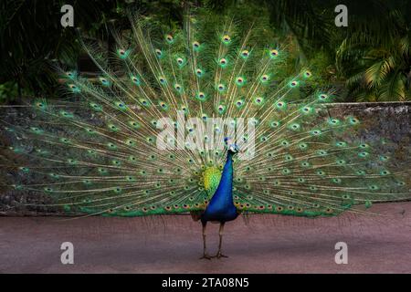 Peacock con coda aperta - Indian Peafowl (Pavo Cristatus) Foto Stock