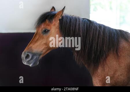 Bella testa di cavallo della baia (Equus ferus caballus) Foto Stock