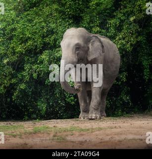 Elefante asiatica femminile (Elephas maximus) Foto Stock