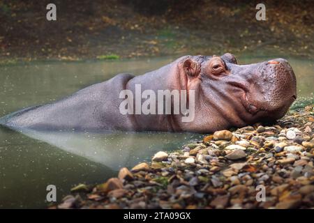 Ippopotamo sull'acqua (Hippopotamus amphibius) Foto Stock