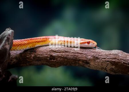 Serpente di mais arancione fluorescente (Pantherophis guttatus) Foto Stock