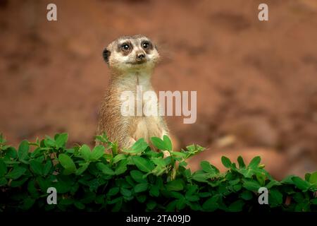 Slanciata Meerkat codato (Suricata suricatta) Foto Stock