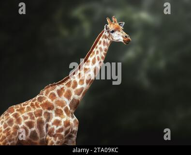 Sud Africa (Giraffa Giraffa camelopardalis giraffa) Foto Stock