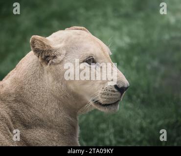 Leonessa Bianca (Panthera leo) - Leone Leucistico Foto Stock