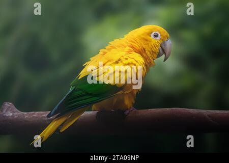 Uccello del pappagallo dorato (Guaruba guarouba) Foto Stock