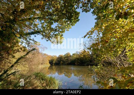 Querce inglesi autunnali (Quercus robur) e canne che circondano i laghetti di Cannop all'inizio dell'inverno, Gloucestershire, Regno Unito, novembre. Foto Stock