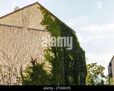 Facciata verde con piante di edera sull'esterno dell'edificio. Modo ecologico di adattamento climatico in un ambiente urbano. I bellissimi persiani con le foglie Foto Stock