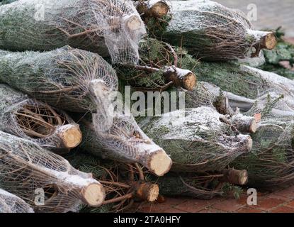 Amburgo, Germania. 28 novembre 2023. Gli alberi di Natale si trovano in una zona pedonale nel quartiere di Niendorf. Credito: Marcus Brandt/dpa/Alamy Live News Foto Stock