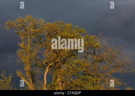 kreis soest, kreis soest in bildern, landkreis soest, nrw, deutschland, tiere, pflanzen, architektur, blumen, lippeauen, naturfotografie, landschaft Foto Stock