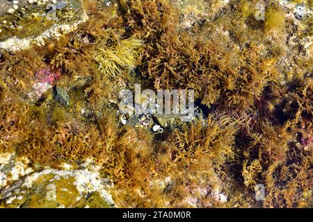 Cystoseira mare marrone alga e anemone mare (Anemonia sulcata). Cabo Creus, provincia di Girona, Catalogna, Spagna. Foto Stock