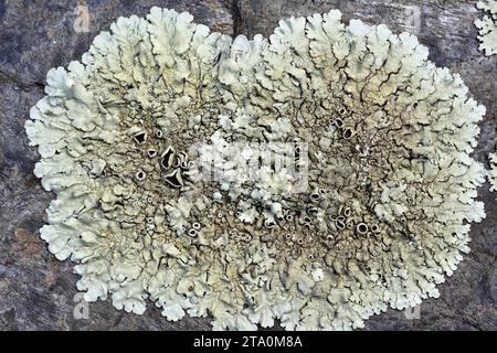 Scudo roccioso con pepato (Xanthoparmelia conspersa). Les Alberes Parco Naturale, Girona, Catalogna, Spagna. Foto Stock