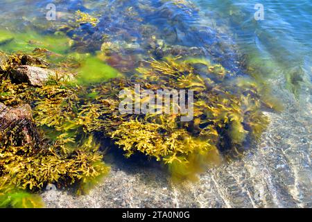 Il rack dentellato (Fucus serratus) è un'alga marrone originaria dell'Oceano Atlantico. Questa foto è stata scattata nel cosato di Bohuslan, Svezia. Foto Stock