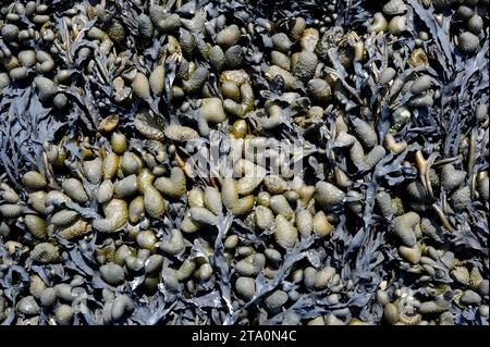 Spiral rack (Fucus spiralis) è un'alga bruna originaria delle coste dell'Atlantico settentrionale. Questa foto è stata scattata in Bretagna, Francia. Foto Stock