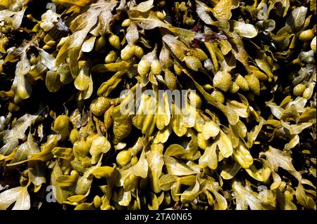 Spiral rack (Fucus spiralis) è un'alga bruna originaria delle coste dell'Atlantico settentrionale. Questa foto è stata scattata in Bretagna, Francia. Foto Stock