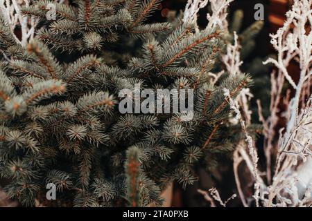 Albero di Natale verde e rami secchi ricoperti di neve. Anno nuovo sfondo naturale invernale Foto Stock